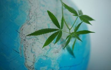 Cannabis Cultivation And Its Impact On The Environment