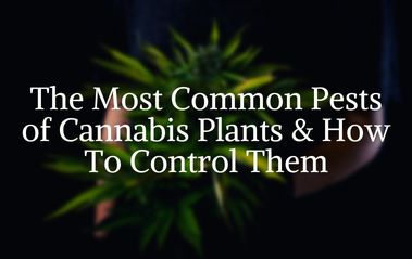 The Most Common Pests of Cannabis Plants and How to Control Them
